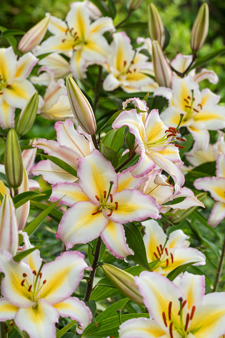 Lilia (Lilium) 'Primrose Hill' 1szt.