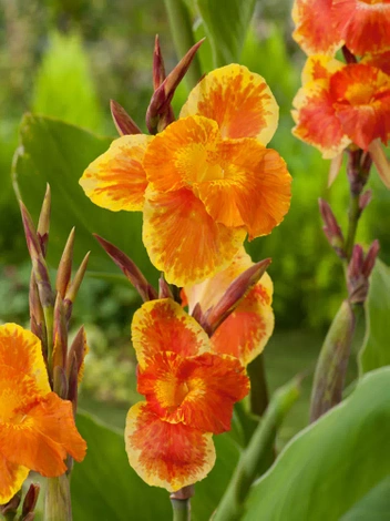 Paciorecznik (Canna) 'Mr. Crozy' 1 szt.