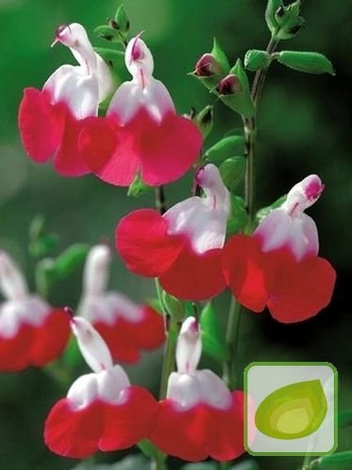 Szałwia (Salvia) Hot Lips