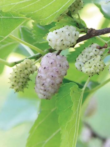 Morwa biała (Morus L) Morus alba