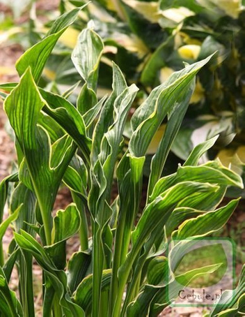 Funkia (Hosta) Praying Hands