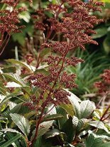 Rodgersia pinnata 'Chocolate Wings'