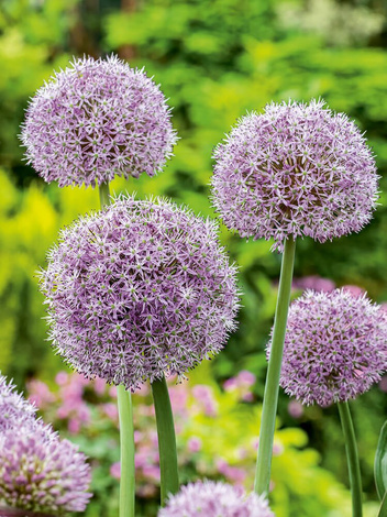 Czosnek (Allium) 'Pinball Wizard' 1 szt.