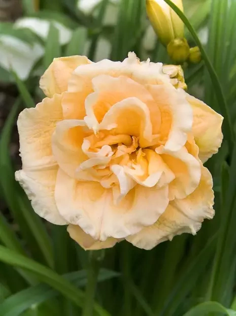 Liliowiec (Hemerocallis) Ikebana Star