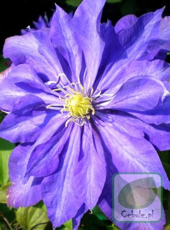 Powojnik (Clematis) Daniel Deronda