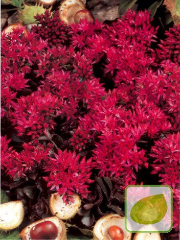 Rozchodnik (Sedum) Spurium