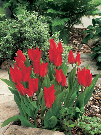 Tulipan Botaniczny (Tulipa) 'Praestans Fusilier' 5 szt.