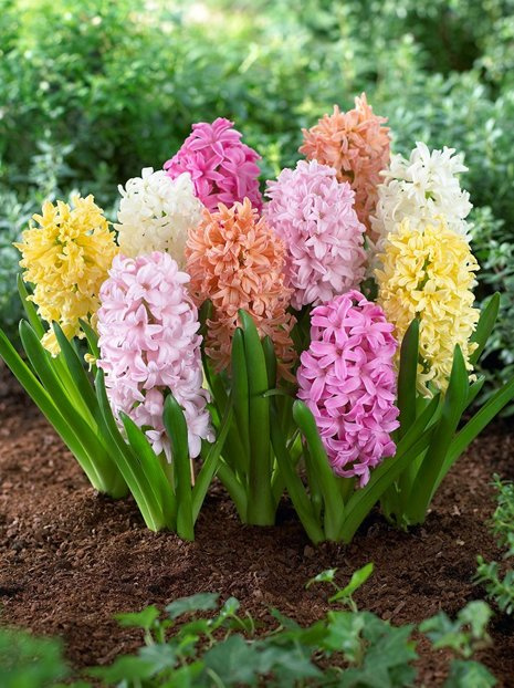 Hiacynt (Hyacinthus) Mieszanka Pastelowa 10 szt.