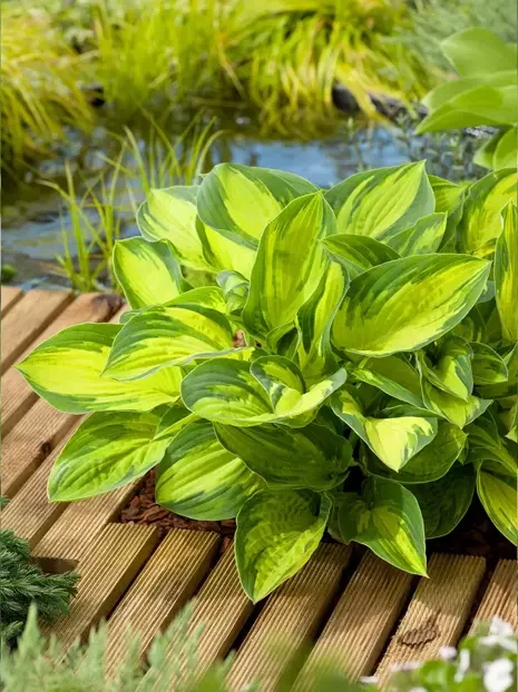 Funkia (Hosta) 'Georgia Sweetheart' 1 szt.