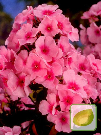 Floks (Phlox) Windsor