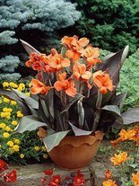 Paciorecznik (Canna) 'Ingeborg' 1 szt.