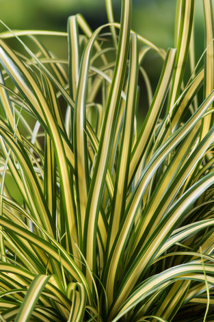 Turzyca Oszimska (Carex) 'Evergold' - don. P9