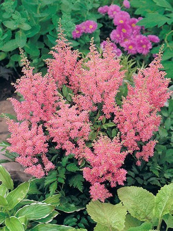 Tawułka (Astilbe arendsii) 'America' 1 szt.