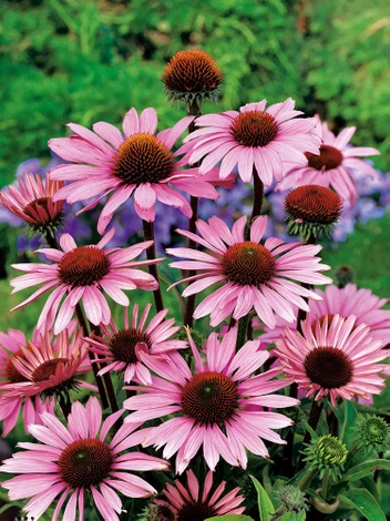 Jeżówka (Echinacea purpurea) Purpurowa