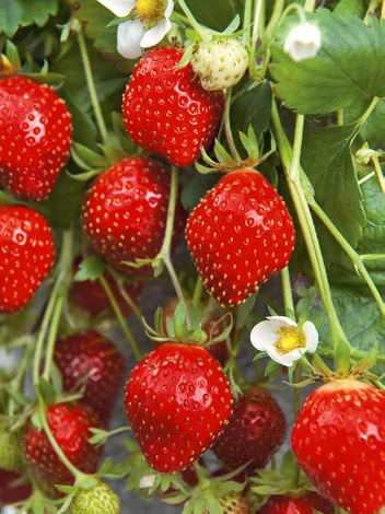 Truskawka Malinowa (Fragaria) 'Red Dream'