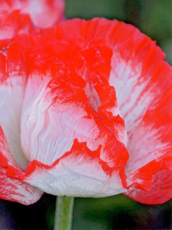 Mak (Papaver orientale) 'Place Pigalle'