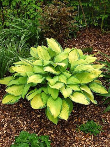 Funkia (Hosta fortunei) 'Gold Standard'