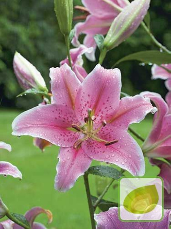 Lilia (Lilium) 'Jaybird'