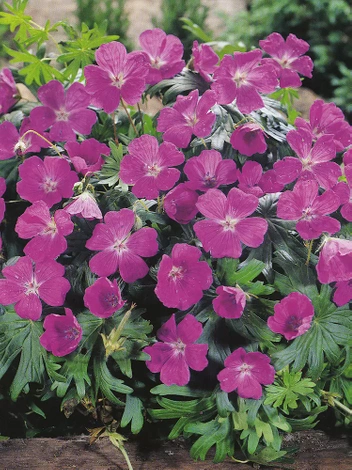 Bodziszek krwisty (Geranium sanguineum)