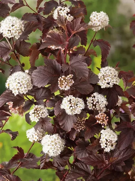 Pęcherznica kalinolistna (Physocarpus opulifolius) 'Red Baron'