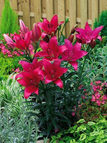 Lilia (Lilium) 'Fangio'