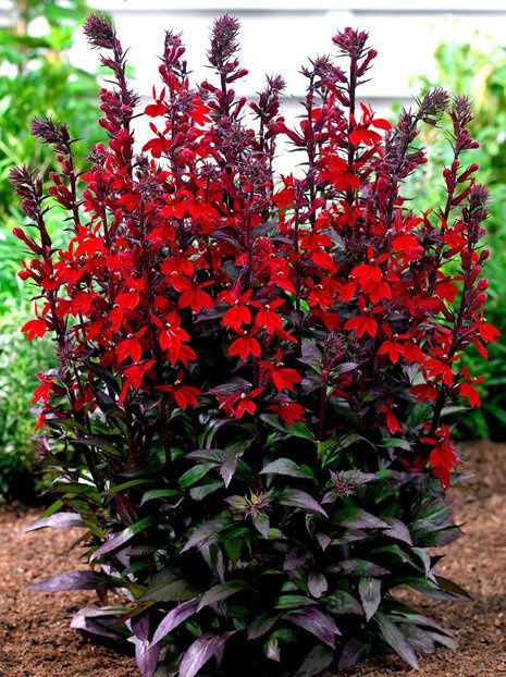 Lobelia (Lobelia cardinalis) 'Scarlet Princess'