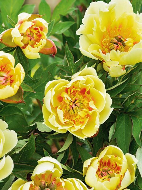 Piwonia ITOH (Paeonia ITOH hybrid) 'Border Charm'