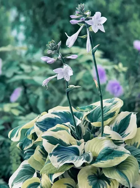 Funkia (Hosta) 'Blue Ivory' 1 szt.