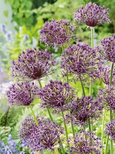 Czosnek Ozdobny (Allium) 'Metallic Shine' 3 szt