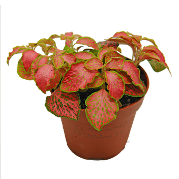 Fitonia Red Star (Fittonia Red Star)