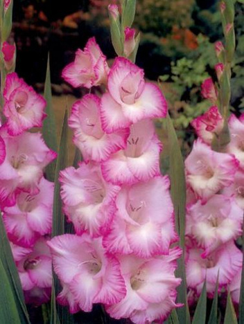 MEGAPAKA Mieczyk (Gladiolus) Beauty Of Holland