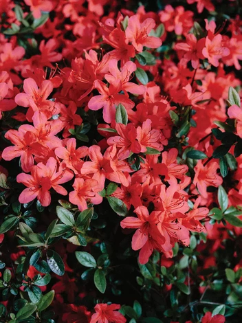 AZALIA (Azalea) Czerwona