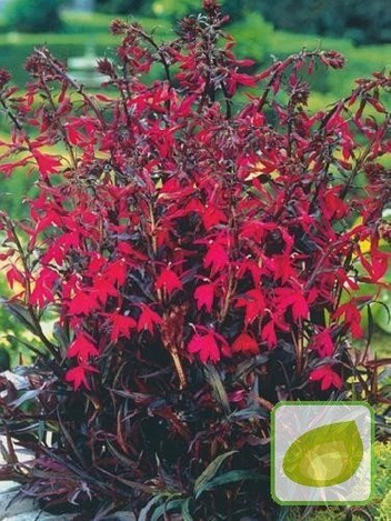 Lobelia (Lobelia cardinalis) 'Russian Prince'