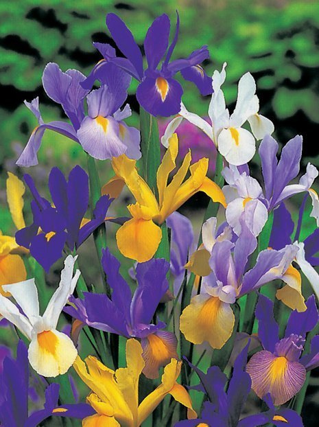 Kosaciec Holenderski (Iris hollandica) Mix 25 szt.