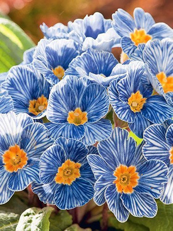 Pierwiosnek (Primula) 'Blue Zebra'