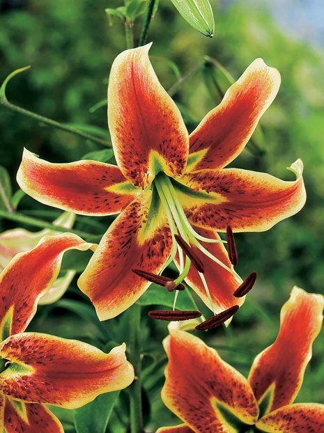 Lilia (Lilium) 'Scheherazade' 2 szt.