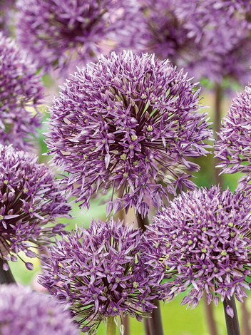 Czosnek (Allium) 'Jackpot' 2 szt.