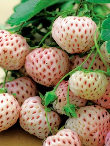 Truskawka Ananasowa (Fragaria) 'White Dream'