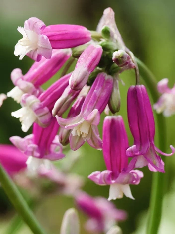 Dichelostema (Dichelostemma) 'Pink Diamond'