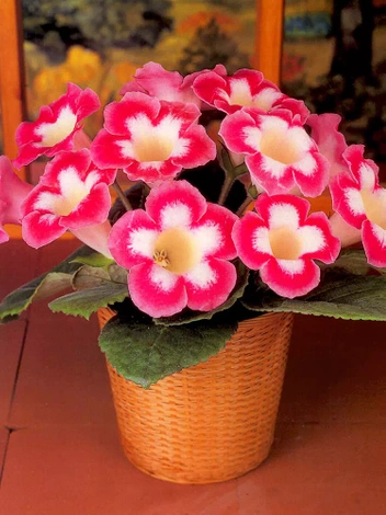 Gloksynia Gloxinia (Sinningia) 'Blanche De Meru'