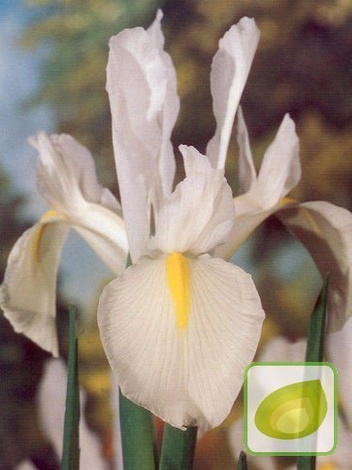 Irys Biały Holenderski (Iris hollandica) 5 szt.