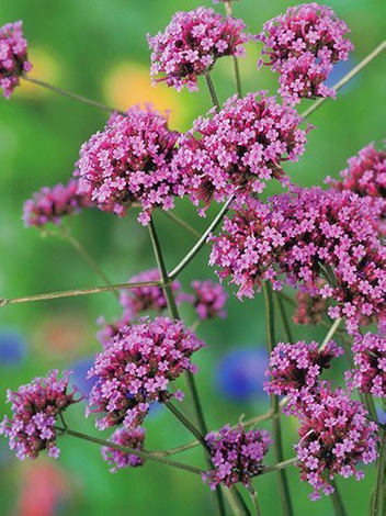 Nasiona Werbena Patagońska - Verbena