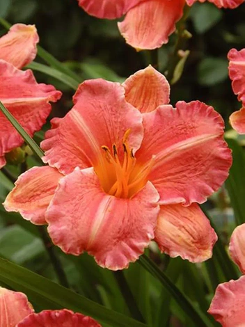 Liliowiec (Hemerocallis) 'Pretty Fancy'