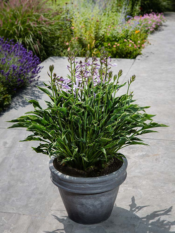 Funkia (Hosta) 'Praying Hands'