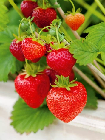 Truskawka (Fragaria) ' Ostara ' 