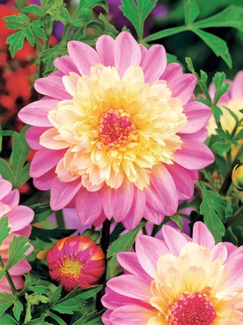 Dalia (Dahlia) 'Lambada'