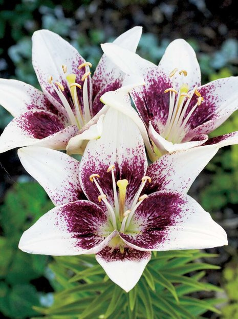 Lilia (Lilium) ’Tribal Kiss’