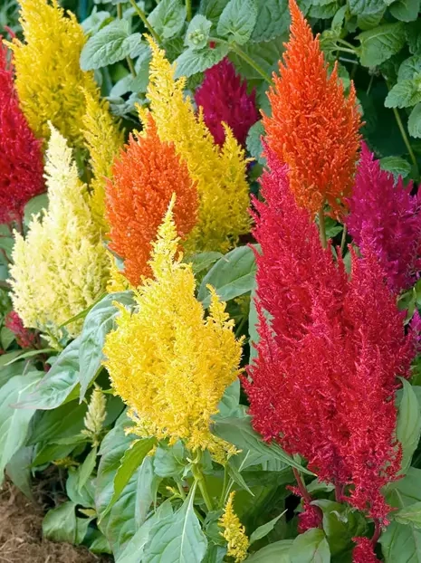 Nasiona Celozja Pierzasta - Celosia Argentea