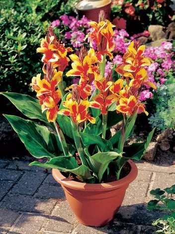 Paciorecznik (Canna) 'Reine Charlotte' 1 szt.