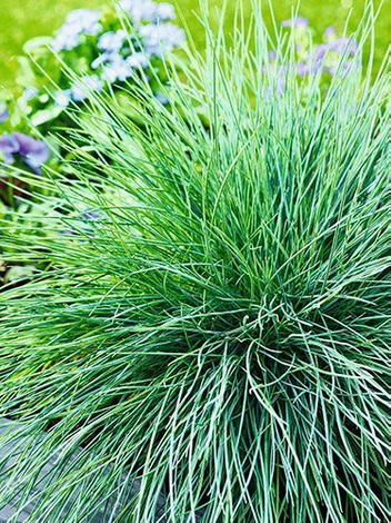 Nasiona Kostrzewa Sina Srebrnoniebieska - Festuca Glauca